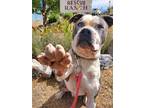 Adopt Samson a Gray/Silver/Salt & Pepper - with White Boxer / American Pit Bull