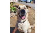 Adopt Floyd a Tan/Yellow/Fawn - with Black Anatolian Shepherd / Shepherd