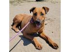 Adopt Midge a Red/Golden/Orange/Chestnut - with Black Doberman Pinscher / Hound