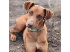 Adopt Archie a Red/Golden/Orange/Chestnut Doberman Pinscher / Hound (Unknown