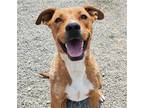 Adopt Lucia a Red/Golden/Orange/Chestnut American Pit Bull Terrier / Mixed dog