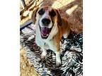 Adopt Malfoy a Tan/Yellow/Fawn - with White Basset Hound / Terrier (Unknown