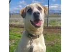 Adopt Jasper a White - with Gray or Silver Siberian Husky / Cattle Dog / Mixed