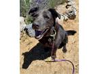 Adopt Lucky a Black Labrador Retriever / Chow Chow / Mixed dog in Yreka