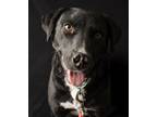 Adopt Button a Black - with White Labrador Retriever / Mixed dog in Yreka