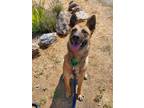Adopt Dakota a Tan/Yellow/Fawn - with Black German Shepherd Dog / Mixed dog in