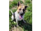 Adopt Durango a Tricolor (Tan/Brown & Black & White) Australian Cattle Dog /