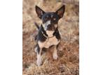 Adopt Nova a Husky / Mixed dog in Yreka, CA (38264533)