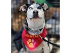 Adopt Skye a Gray/Silver/Salt & Pepper - with White Husky / Mixed dog in Yreka