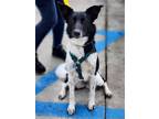 Adopt Clementine a Black - with White Border Collie / Mixed dog in Yreka