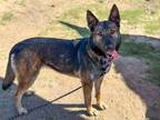 Adopt ELIZA a Dutch Shepherd / Mixed dog in Tustin, CA (41469931)