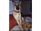 Adopt Bear a Black - with Tan, Yellow or Fawn German Shepherd Dog / Mixed dog in