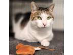 Adopt Stella Luna a Brown Tabby Domestic Shorthair / Mixed (short coat) cat in
