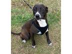 Adopt Tootsie a Black - with White Labrador Retriever / Mixed dog in Glenwood