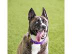 Adopt Myst a Siberian Husky / Akita / Mixed dog in San Diego, CA (39474352)
