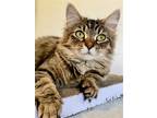 Adopt Willow a Maine Coon / Mixed (short coat) cat in Flint Hill, VA (41451153)