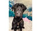 Adopt HERCULES a Mastiff / Mixed dog in Wintersville, OH (41293276)