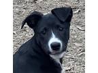 Adopt Allegra LOWER FEE!! a Black - with White Collie / Labrador Retriever /