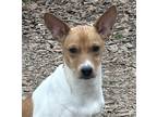 Adopt Sweet Pea LOWER FEE!! a White - with Tan, Yellow or Fawn Jack Russell