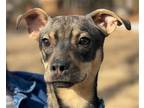 Adopt Zodiac a Black - with Tan, Yellow or Fawn Shepherd (Unknown Type) / Husky