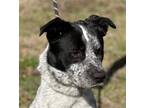 Adopt Prince a White - with Black Australian Cattle Dog / Mixed dog in Locust