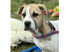 Adopt Confetti a White - with Tan, Yellow or Fawn Labrador Retriever / Shar Pei