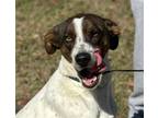 Adopt Sage Girl a White - with Brown or Chocolate Pointer / Mixed dog in Locust