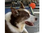Adopt Winston LOWER FEE!! a Brown/Chocolate - with White Australian Shepherd /