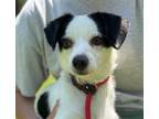 Adopt Digby a White - with Black Jack Russell Terrier / Mixed dog in Locust