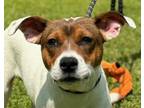 Adopt Jack a White - with Red, Golden, Orange or Chestnut Jack Russell Terrier /