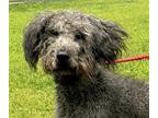 Adopt Wall-E a Gray/Blue/Silver/Salt & Pepper Australian Shepherd / Poodle
