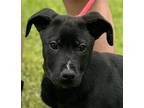 Adopt Ferrari a Black Shar Pei / Retriever (Unknown Type) / Mixed dog in Locust