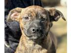 Adopt Weston a Brindle Plott Hound / Labrador Retriever / Mixed dog in Hamilton