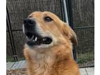 Adopt Butter Lower fee! Video!! a Red/Golden/Orange/Chestnut Carolina Dog /