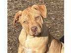 Adopt Sema a Tan/Yellow/Fawn - with White Catahoula Leopard Dog / Mixed dog in