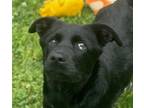 Adopt Jonesy a Black - with White Husky / Shepherd (Unknown Type) / Mixed dog in