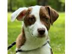 Adopt Pearl a Brown/Chocolate - with White Australian Shepherd / Hound (Unknown