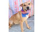 Adopt Asteroid a Catahoula Leopard Dog / Hound (Unknown Type) / Mixed dog in