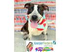 Adopt Sadie a Pointer / Mixed dog in Gautier, MS (40142198)