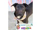 Adopt Chandra a Labrador Retriever / Australian Cattle Dog / Mixed dog in