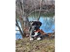 Adopt Zay a Mastiff / Mixed dog in Germantown, OH (41135244)