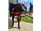 Adopt Bullet a Plott Hound / Mixed dog in Germantown, OH (41449375)