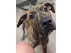 Adopt Boulder a Plott Hound / Mixed dog in Germantown, OH (41449374)