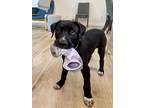 Adopt Tux a Black Cane Corso / Rhodesian Ridgeback dog in Kelowna, BC (41293557)