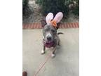 Adopt Clyde a American Pit Bull Terrier / Mixed dog in Mobile, AL (40534199)