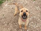 Adopt Fiesta a Terrier (Unknown Type, Small) / Mixed dog in Lansing