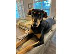 Adopt Nova (COURTESY POST) a Foxhound / Doberman Pinscher / Mixed dog in Bryan