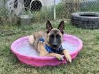 Adopt Tazz a Belgian Malinois / Mixed dog in Red Oak, TX (41463102)