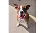 Adopt Willy a Boxer / Mixed dog in Viroqua, WI (41246093)