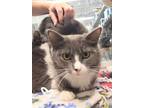 Adopt Tessa (at Mankato PetSmart) a Domestic Mediumhair / Mixed (medium coat)